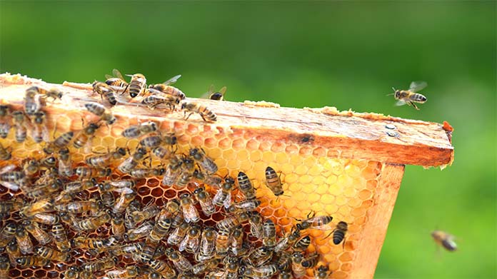 Beekeeping Business Image