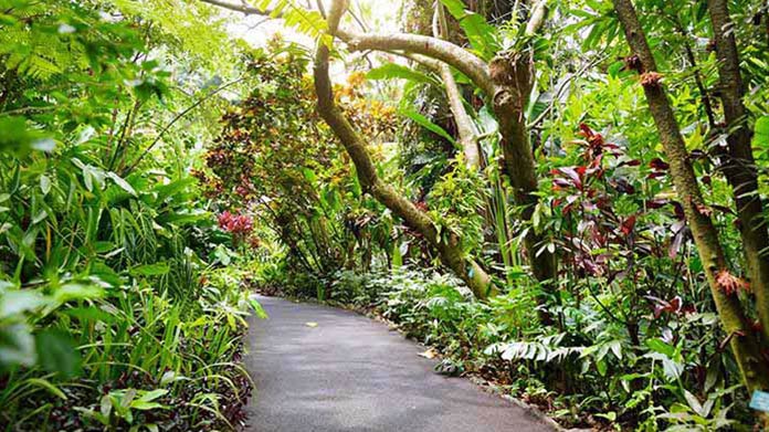 A lone path with lush plants and trees on each side.