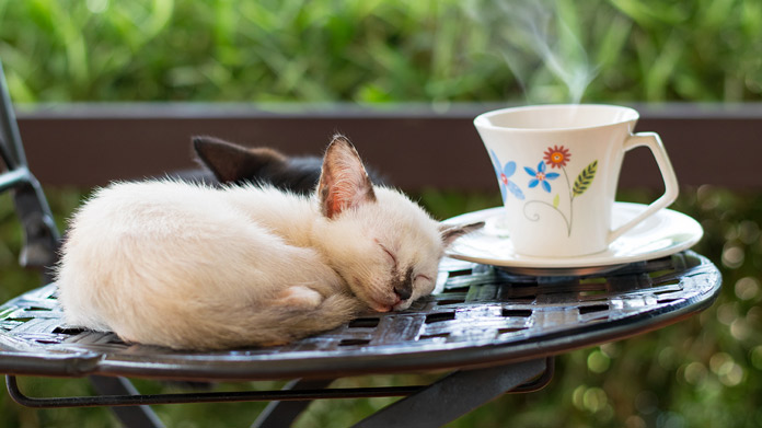 A kitten sleeping in a teacup on a glass cafe table