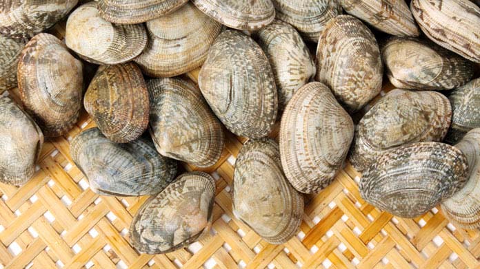Clamming Business Image