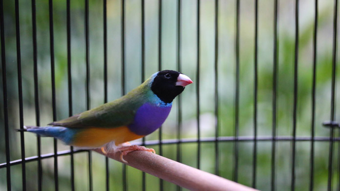Commercial Aviary Image