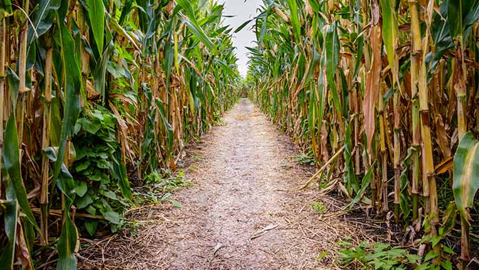 Corn Maze Business Image
