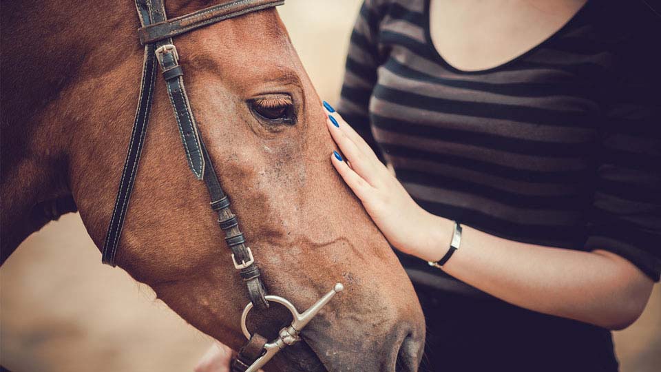 Equine Therapy Business Image