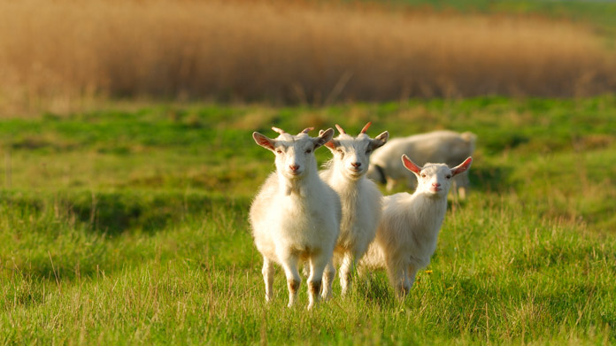 Four goats standing in a field