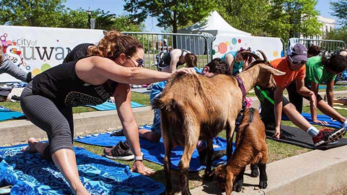 Goat Yoga Business Image
