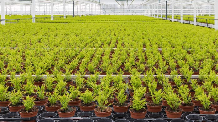 A large row of baby plants in pots.