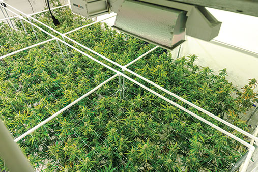 Mobile Grow Operation Business Image