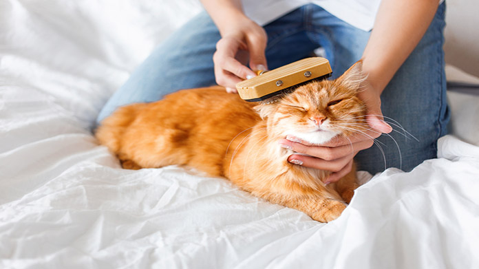 How to Open a Pet Grooming Business