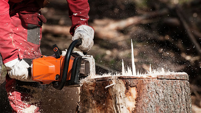 Tree Stump Removal Business Image