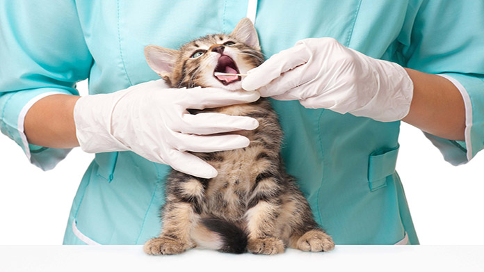 Veterinary Practice